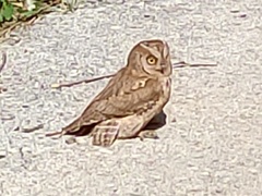 Otus scops