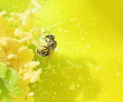 Macrotera
