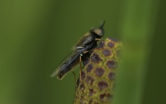 Odontomyia tigrina
