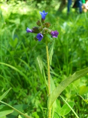 Pulmonaria longifolia