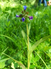 Pulmonaria longifolia