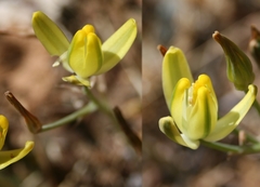 Albuca aurea