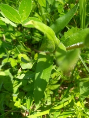 Pulmonaria longifolia
