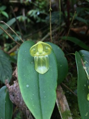 Pleurothallis octavioi
