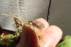 Asproparthenis punctiventris