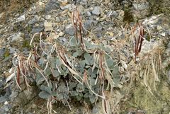 Arabis cypria × arabis purpurea