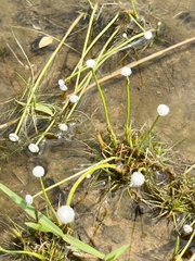 Eriocaulon lineare