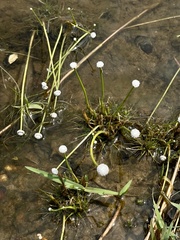 Eriocaulon lineare