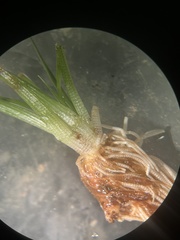 Eriocaulon lineare