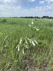 Penstemon oklahomensis