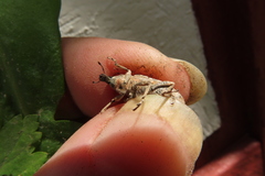 Asproparthenis punctiventris