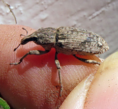 Asproparthenis punctiventris