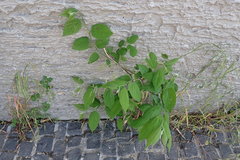 Celtis occidentalis