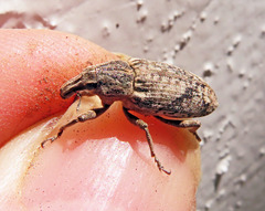 Asproparthenis punctiventris