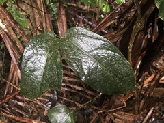 Aristolochia praevenosa