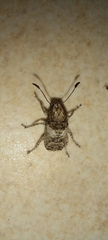 Phloeobius