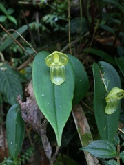 Pleurothallis octavioi