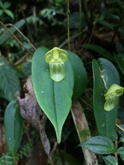 Pleurothallis octavioi