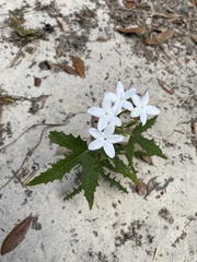 Cnidoscolus stimulosus image