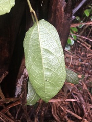 Aristolochia praevenosa