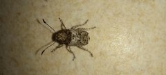 Phloeobius