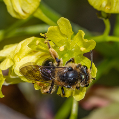Andrena crataegi