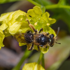 Andrena crataegi
