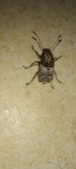 Phloeobius