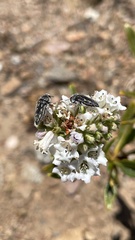 Acmaeodera pubiventris