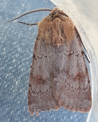 Agrotis cinerea