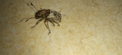 Phloeobius