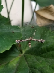 Amblyptilia pica