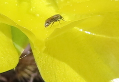 Macrotera