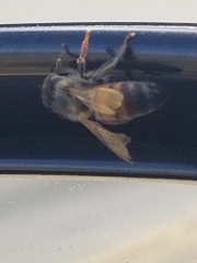 Apis mellifera