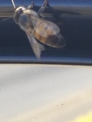 Apis mellifera