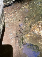 Desmognathus carolinensis