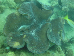 Tridacna gigas