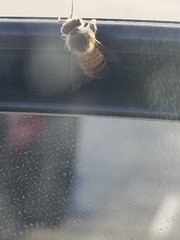 Apis mellifera