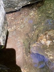 Desmognathus carolinensis