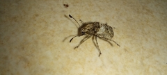 Phloeobius