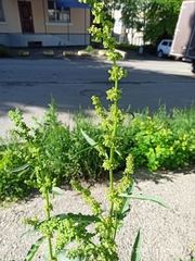 Rumex
