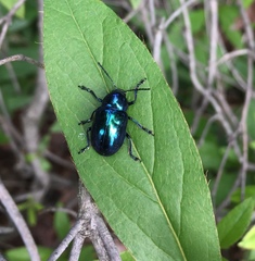 Chrysochus chinensis
