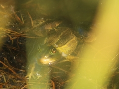 Pelophylax lessonae