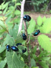 Chrysochus chinensis