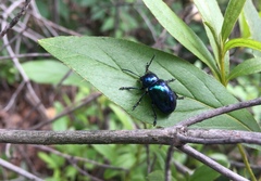 Chrysochus chinensis