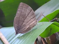 Amathuxidia amythaon