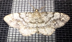 Hypagyrtis piniata