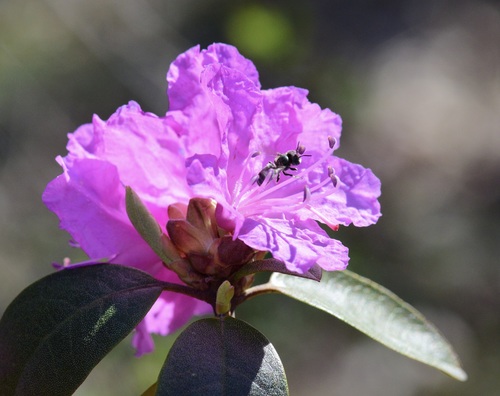 Blue Mason Bee photo 3