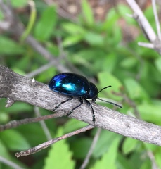Chrysochus chinensis