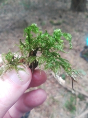 Eurhynchium angustirete